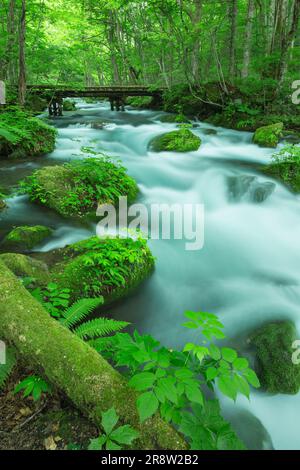 Oirase Bergbach im Frühsommer Stockfoto