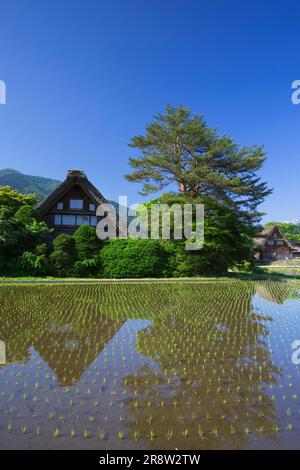 Shirakawa Dorf im Frühsommer Stockfoto