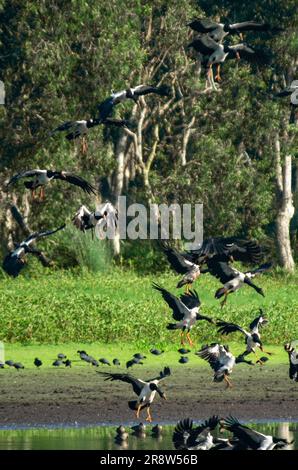 Elster, Anseranas Semipalmata Stockfoto