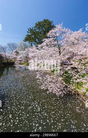 Kirschblüten im Hirosaki Park Stockfoto