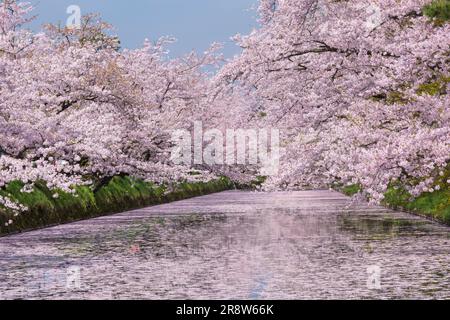 Kirschblüten im Hirosaki Park Stockfoto