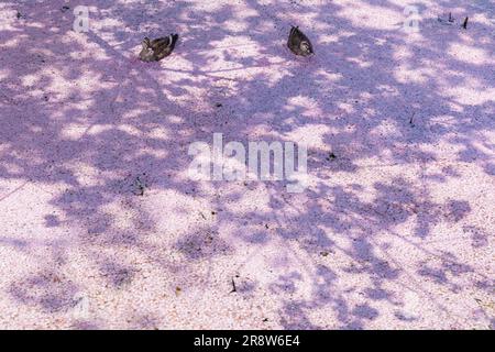 Kirschblüten im Hirosaki Park Stockfoto