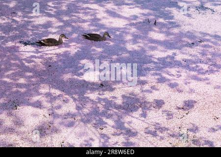 Kirschblüten im Hirosaki Park Stockfoto