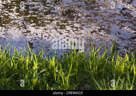 Kirschblüten im Hirosaki Park Stockfoto