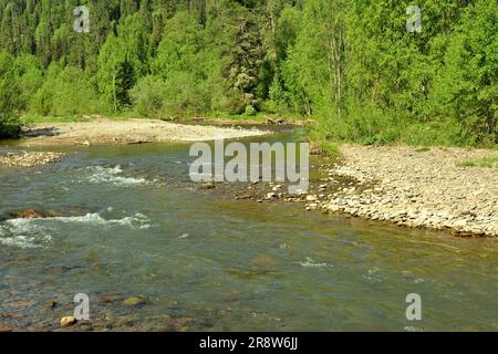 Ein flacher, turbulenter Fluss mit einem felsigen Grund und Ufern fließt ruhig von den Bergen durch einen dichten Morgenwald hinunter. Iogach, Altai, Sib Stockfoto