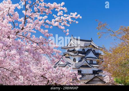 Kirschblüten im Schloss Hikone Stockfoto
