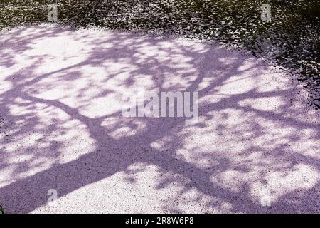 Kirschblüten im Hirosaki Park Stockfoto