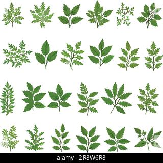 Sammlung grüner Blattpflanzen Waldkräuter Frühlingsflora tropischer Blätter. Vektor botanische dekorative Zeichnung Stock Vektor