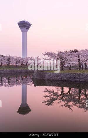 Kirschblüten in Goryokaku Stockfoto