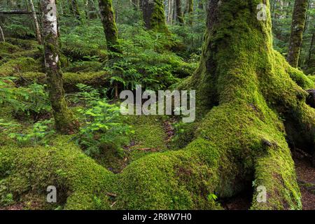 Moos Wald Stockfoto