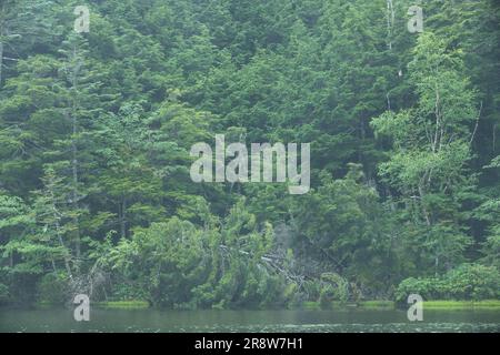 Shirakoma-Teich im Sommer Stockfoto