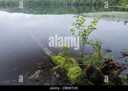 Shirakoma-Teich im Sommer Stockfoto