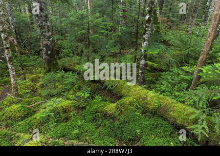 Moos Wald Stockfoto