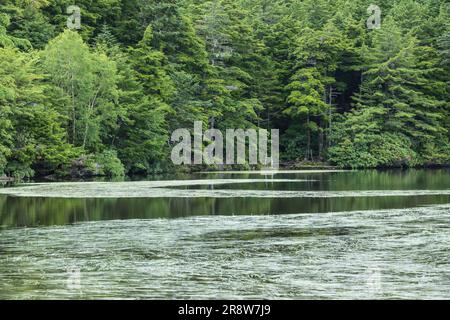 Shirakoma-Teich im Sommer Stockfoto