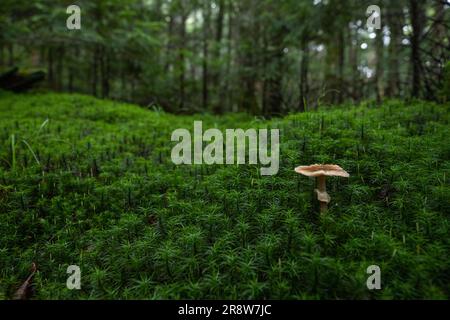 Moos Wald Stockfoto