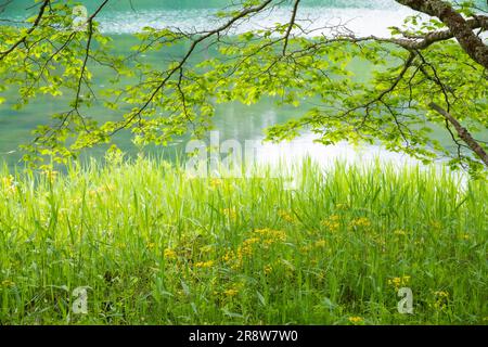 Bishamon-numa in frischem Grün Stockfoto