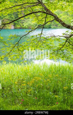 Bishamon-numa in frischem Grün Stockfoto