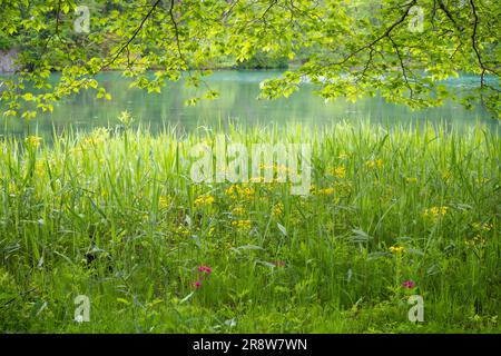 Bishamon-numa in frischem Grün Stockfoto