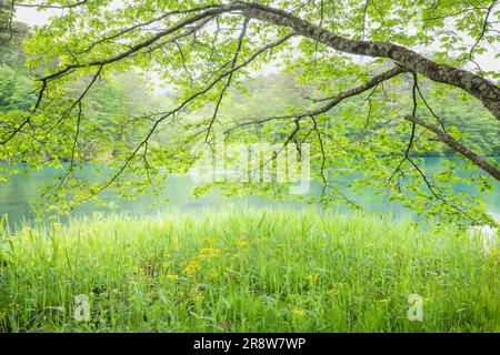 Bishamon-numa in frischem Grün Stockfoto