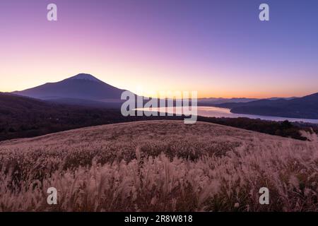 Mt. Fuji und Silbergras Stockfoto