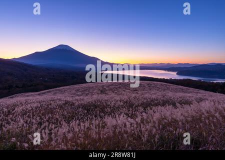 Mt. Fuji und Silbergras Stockfoto