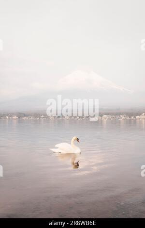 Schwimmende Schwäne und Fuji am Yamanaka-See Stockfoto