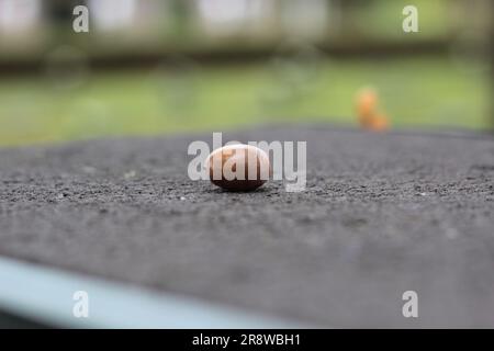 Acorn on A Give auf dem Sanctuary Wood Cemetery, Lepra (Ypern), Belgien Stockfoto