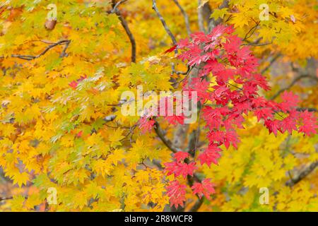 Herbstlaub in der Naruko-Schlucht Stockfoto