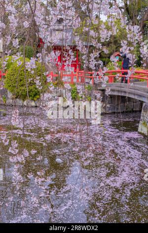 Itsukushima-Schrein des Mishima-taisha-Schreins in Kirschblüte Stockfoto