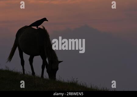 Morgenaufgang, Misakiuma und Crow Stockfoto