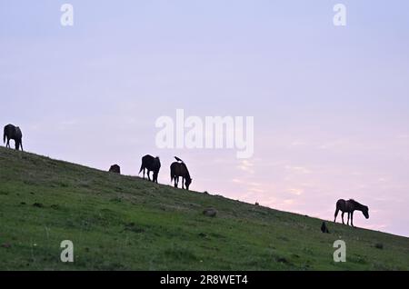 Herde von Misaki Uma am frühen Morgen Stockfoto