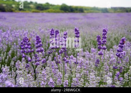 Nahaufnahme mehrerer Lavendelstämme in einem Lavendelfeld Anfang Juni. Horizontales Bild mit selektivem Fokus Stockfoto