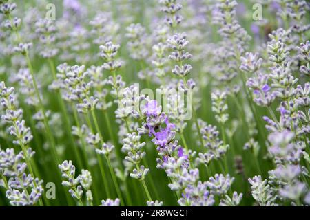 Großaufnahme eines Lavenders, der Anfang Juni blühen wird. Horizontales Bild mit selektivem Fokus Stockfoto