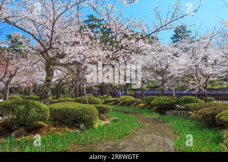 Kirschblüten im Kenrokuen Garden Stockfoto