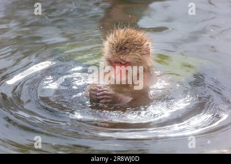 Japanischer Affe im Onsen-Hotspot Stockfoto