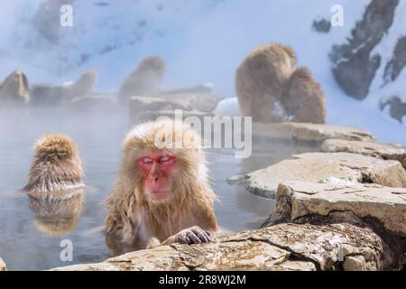 Japanischer Affe im Onsen-Hotspot Stockfoto