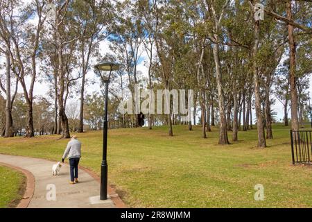 Einsamer Hundeläufer mit kleinem Hund im Winter auf der Bicentennial PRK Tamworth Australia Stockfoto