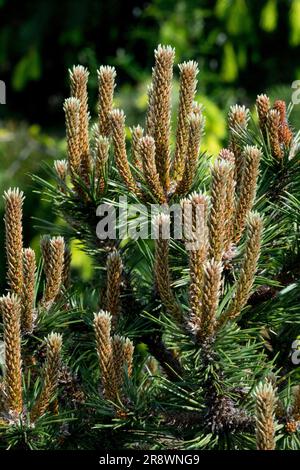 Pinus nigra schießt auf Zweig, Nadeln Europäische Schwarzkiefer Pinus nigra 'Green Sparkle' Pinus Laub Schwarze Kiefer schöne Sorte Stockfoto