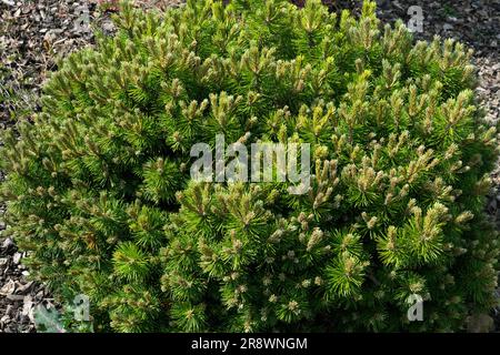 Mugo Kiefer, klein, Baum, Pinus mugo „Mini Mops“, kompakt, Nadelholz, dicht, Form, Verzweigungen Stockfoto