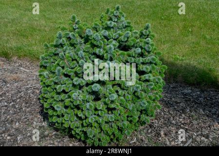 Baum, Zwerg, Evergreen, Sitka Spruce, Picea sitchensis „Papoose“, Sphärisch, Form, Spruce Stockfoto