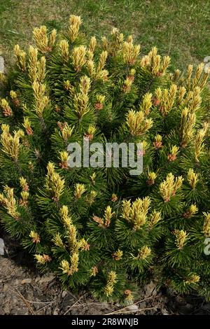 Montana Pine Pinus mugo, Mugo Pine, Pinus mugo 'Adam' Stockfoto