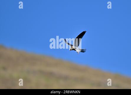 Weißschwanz-Drachen - MidAir Food Exchange Stockfoto