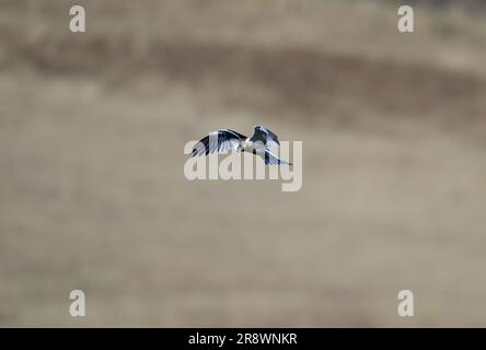 Weißschwanz-Drachen - MidAir Food Exchange Stockfoto