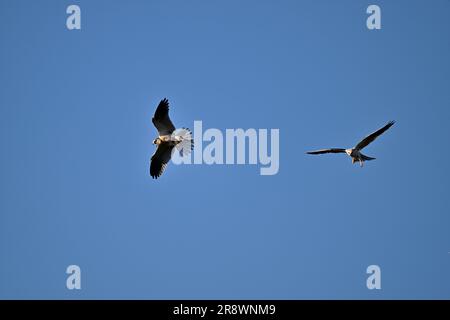 Weißschwanz-Drachen - MidAir Food Exchange Stockfoto