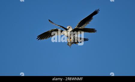 Weißschwanz-Drachen - MidAir Food Exchange Stockfoto