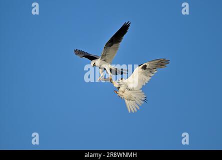 Weißschwanz-Drachen - MidAir Food Exchange Stockfoto