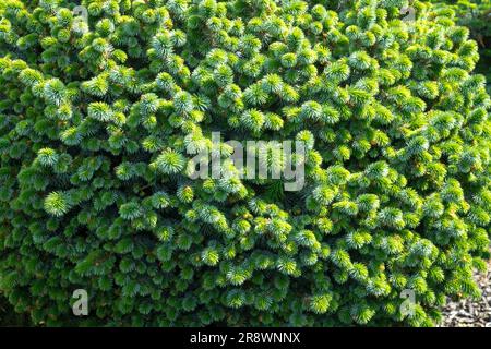 Dicht, Nadeln, Niedrig, Baum, Klein, Fichte, Sitka Spruce, Picea sitchensis „Tenas“ Stockfoto