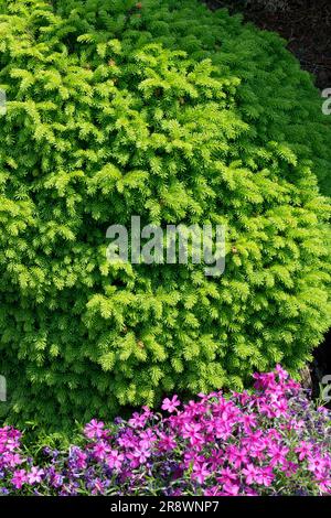 Fichte, Picea abies 'Mariae-Orffiae' Zwergsorte sphärische oder eiförmige Form, Zweige dicht gedrängt, kriechender Phlox Stockfoto