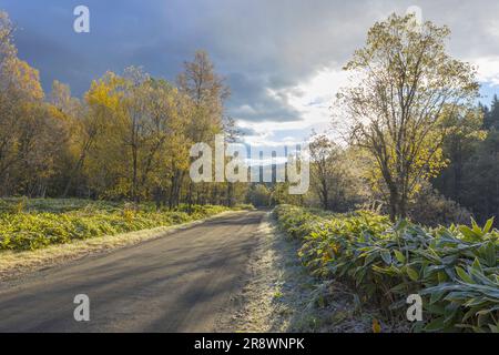 Forest Road in Mt. Stockfoto