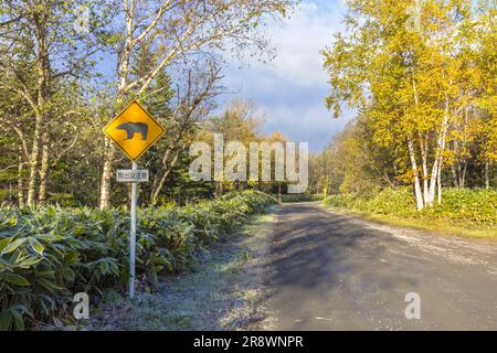 Forest Road in Mt. Stockfoto